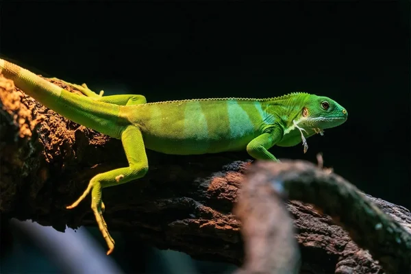 Bright Green Lizard Branch Terrarium — Stock Photo, Image