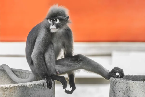 Dusky Leaf Monkey Spectacled Langur Trachypithecus Obscurus — Stock Photo, Image