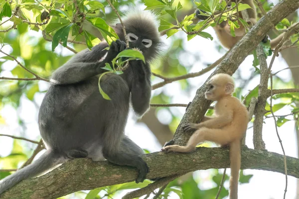 Affe Oder Brillenlangur Trachypithecus Obscurus Weibchen Mit Neugeborenem Baum — Stockfoto