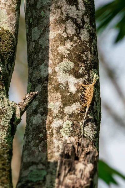 Lagarto Volador Dragón Volador Draco Volans Árbol —  Fotos de Stock