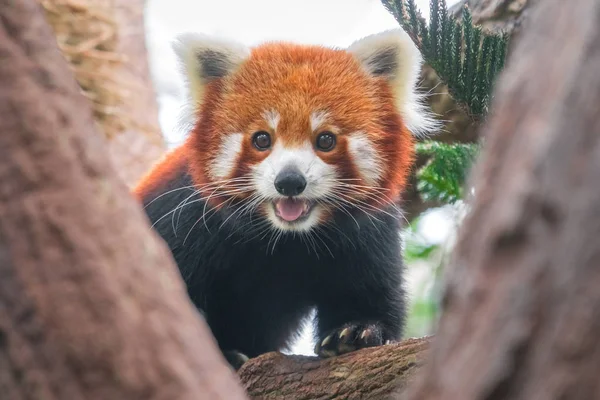 Vörös Panda Egy Zár Megjelöl — Stock Fotó