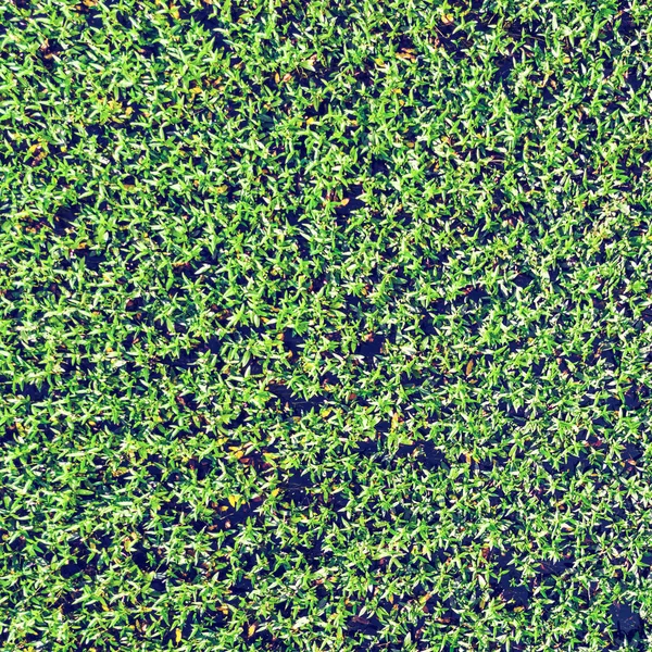 Зеленая Трава Фон Текстура — стоковое фото