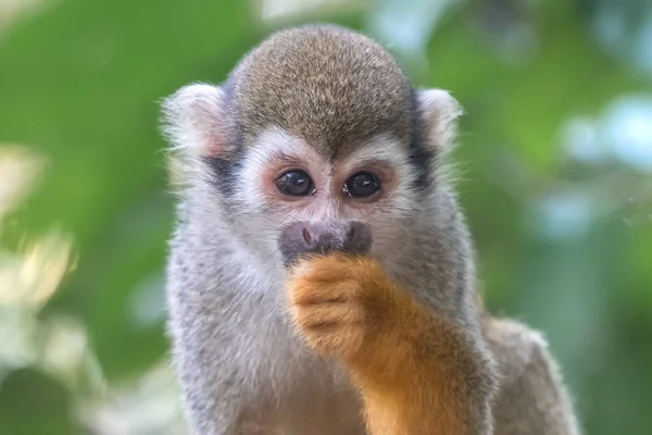 Common Squirrel Monkey Saimiri Sciureus Eats — Stock Photo, Image
