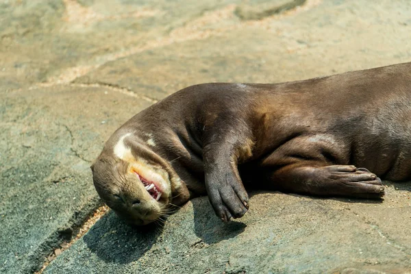 Lontra Encontra Uma Pedra Close — Fotografia de Stock