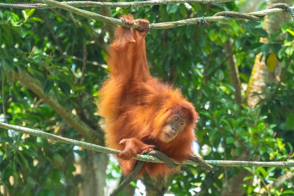 Orangután Colgando Una Cuerda — Foto de Stock