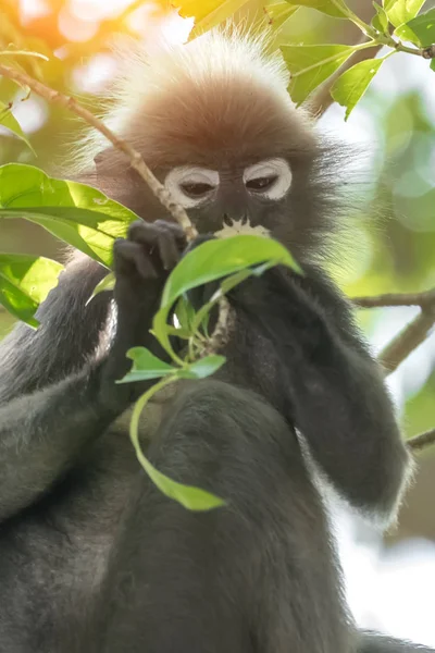 Dämmerblattaffe Oder Brillenlangur Trachypithecus Obscurus — Stockfoto