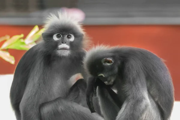 Two Dusky Leaf Monkeys Spectacled Langurs Trachypithecus Obscurus — Stock Photo, Image