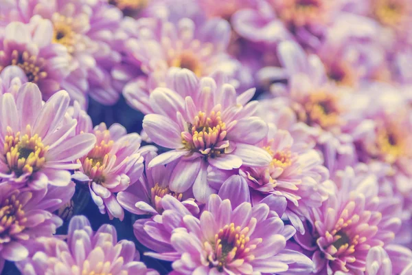 Lila Krysantemum Blommor Bakgrund Textur — Stockfoto