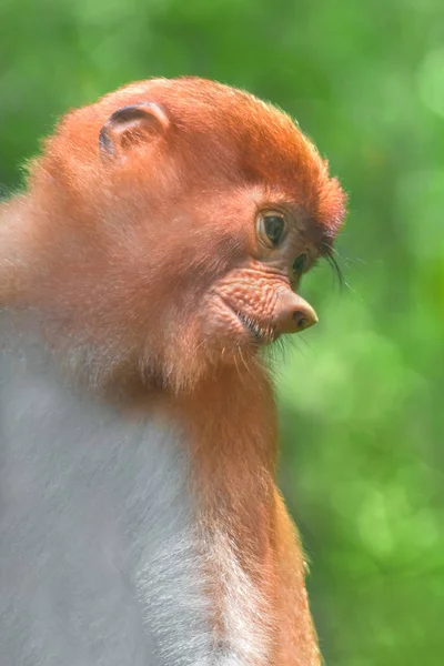 Retrato Filhote Macaco Probóscide — Fotografia de Stock