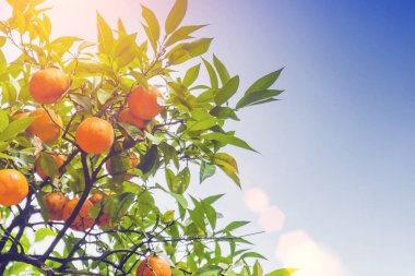 Güneş ışığı altında bir ağaçta olgun portakal meyve yakın çekim