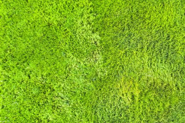 Üstten Görünüm yeşil çimen