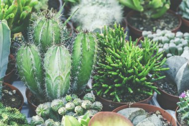 Tencerelerdeki farklı kaktüsler.