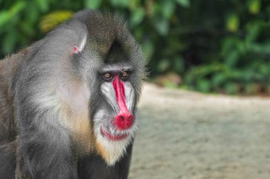 Mandrill'di maymun (Mandrillus Sfenks) portre, yakın çekim