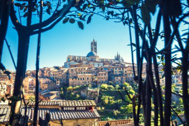 Siena Katedrali'nin günbatımı, Toskana, İtalya, ağaçların arasından