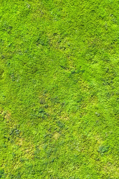 Hintergrund Eines Grünen Rasens Grünes Gras — Stockfoto