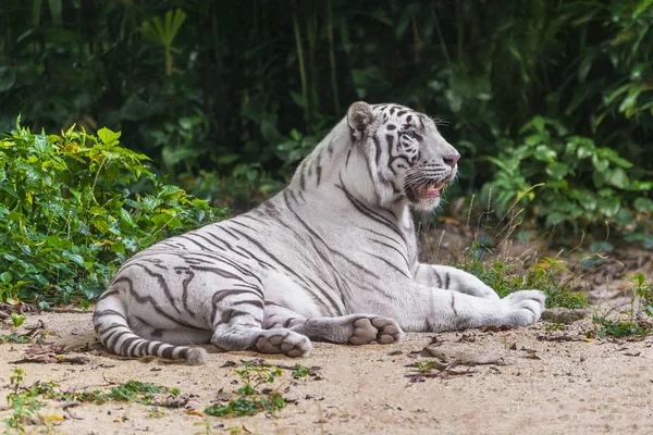 Weißer Tiger Ruht Sich Sand Aus — Stockfoto