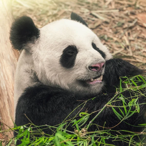 Μαύρο Και Άσπρο Panda Που Τρώει Μπαμπού Γκρο Πλαν — Φωτογραφία Αρχείου