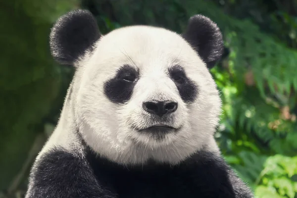 Niedlichen Schwarz Weißen Panda Nahaufnahme — Stockfoto