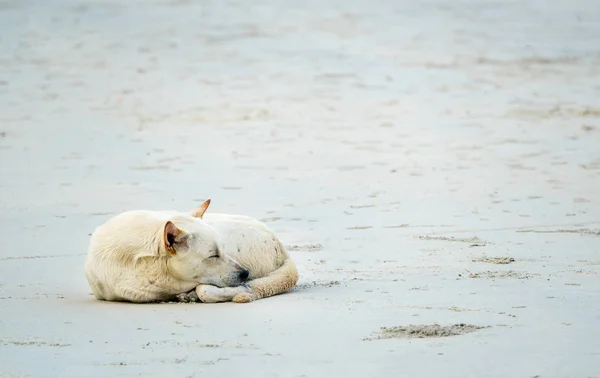 Большая Белая Собака Спит Песке — стоковое фото