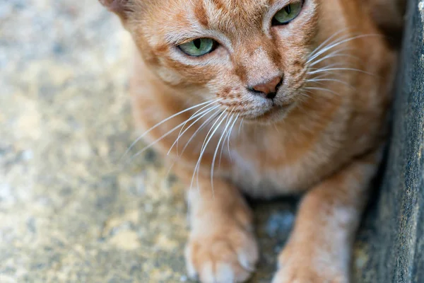 Chat Rouge Triste Dans Rue Gros Plan — Photo