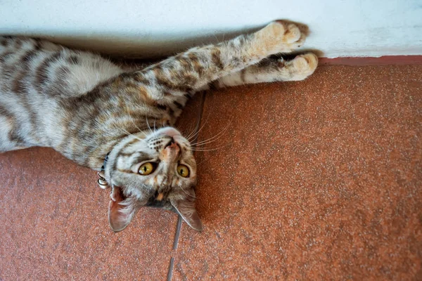 Gray Inhemska Lat Katt Liggande Kaklade Golvet Komfort Värme Hem — Stockfoto
