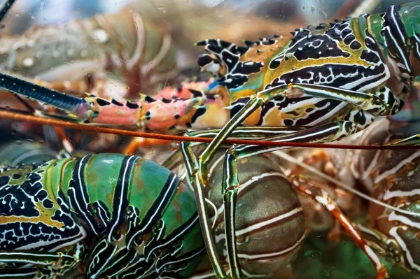 Kreeft Langust Onderwater Het Aquarium — Stockfoto