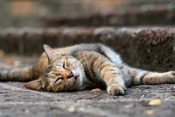 Gato Callejero Dulcemente Durmiendo Pavimento —  Fotos de Stock
