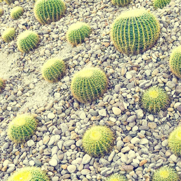 Cactus Redondos Guijarros —  Fotos de Stock