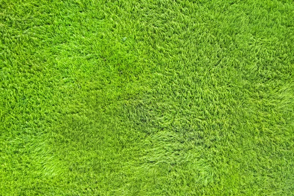 Texture Green Grass — Stock Photo, Image