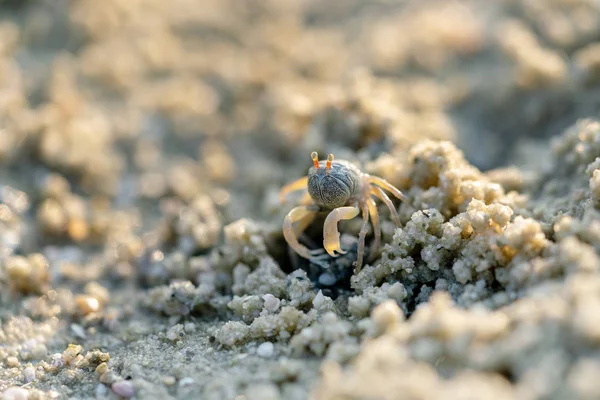 Little Crab Sand — Stock Photo, Image