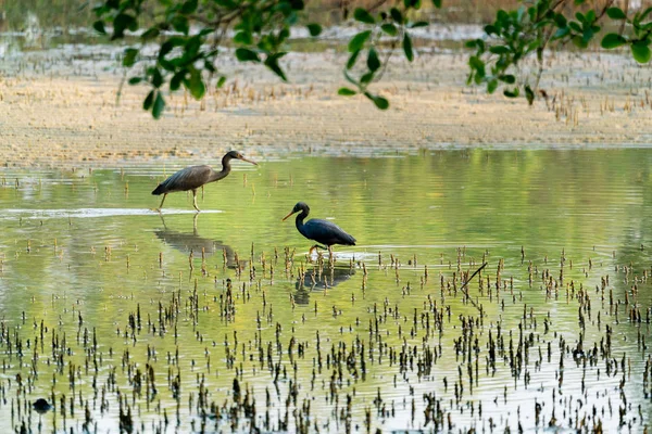 Dvojice Pure Black Egretta Ardesiaca Vodě — Stock fotografie