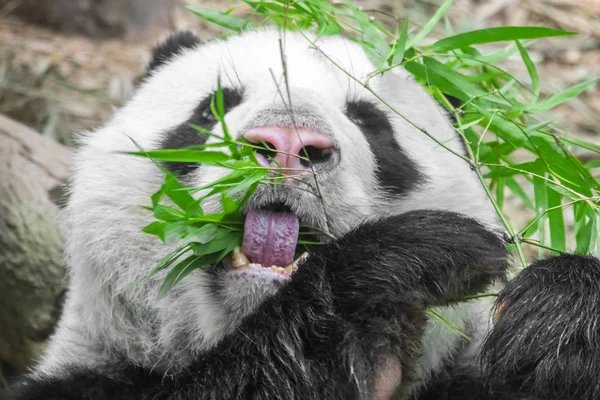 Éhes Óriás Panda Medve Bambuszt Eszik — Stock Fotó