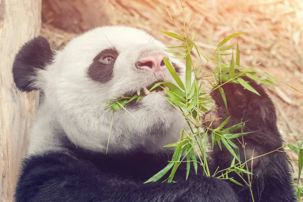 Panda Está Comiendo Bambú Cerca — Foto de Stock