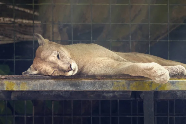 Puma Durmiendo Una Jaula Metal — Foto de Stock