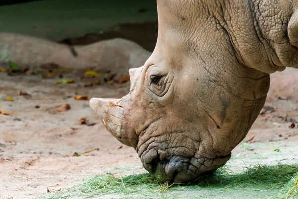 Head Rhinoceros Close — Stock Photo, Image