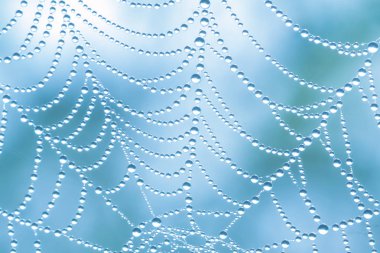 Mavi bir arka plan üzerinde çiğ SpiderWeb turda damla
