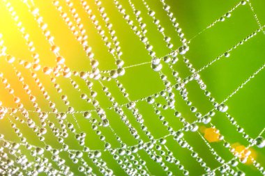 Cobweb covered with drops of water in the sunlight clipart
