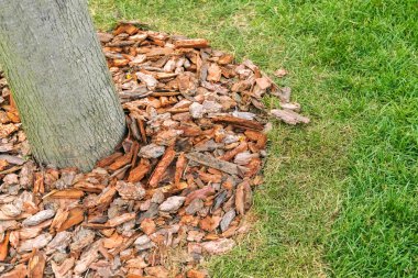 Talaş ile yuvarlak bir deliğe yeşil çim Ağaç gövdesinde