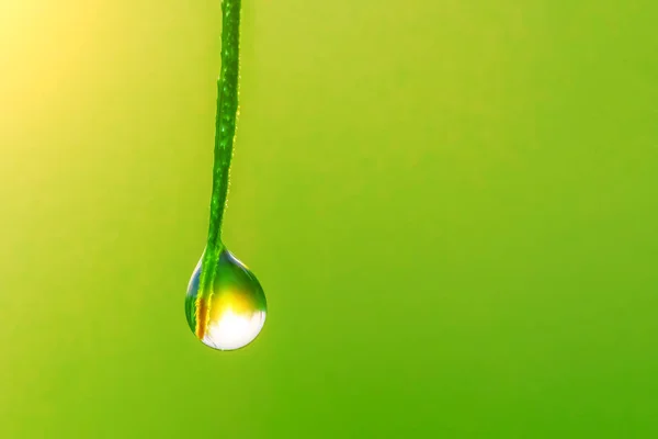 Gota Água Que Desce Uma Lâmina Grama Sobre Fundo Verde — Fotografia de Stock