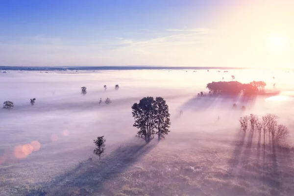 Nevoeiro Sobre Campo Com Árvores Sol Vista Superior — Fotografia de Stock
