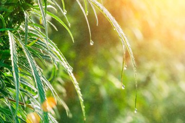 Yeşil esrar yaprakları ile güneş ışığı altında çiğ