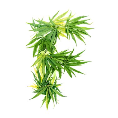 Yeşil kenevir yapılmış F harfi beyaz bir arka plan üzerinde bırakır. İzole