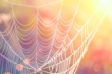 Cobweb in the sunlight, abstract background clipart