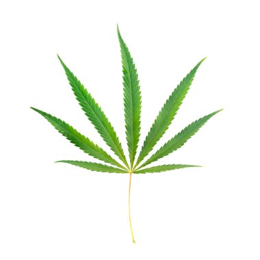 Kenevir beyaz zemin üzerine yeşil yaprak. İzole