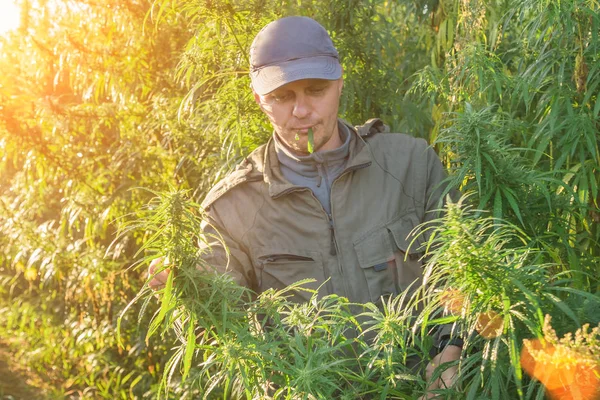 Felnőtt Ember Egy Sapkát Eszik Kannabisz Levél Kender Területén Napfény — Stock Fotó