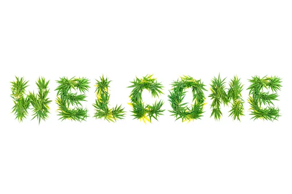 Mot Bienvenue Fait Partir Feuilles Cannabis Vert Sur Fond Blanc — Photo