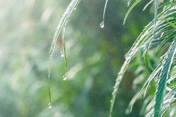 Esrar yaprakları çiğ damlaları ile