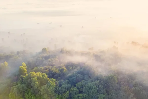 Vista Dall Alto Della Nebbia Sulla Foresta — Foto Stock