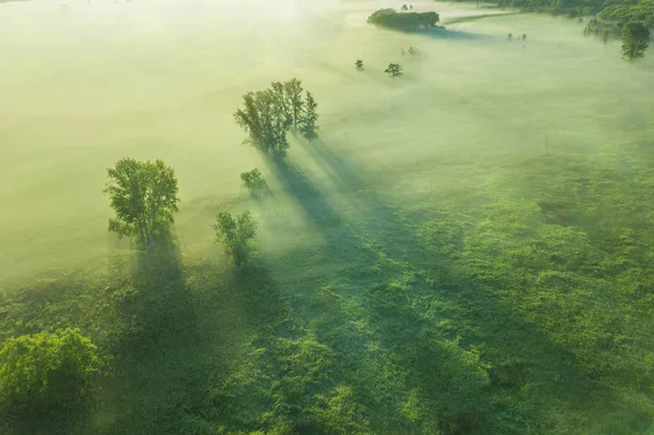 Nevoeiro Sobre Campo Verde Com Árvores — Fotografia de Stock