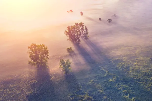 Top view of the fog over the field with trees in the sunshine